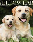 Just Yellow Labs 2027 Wall Calendar