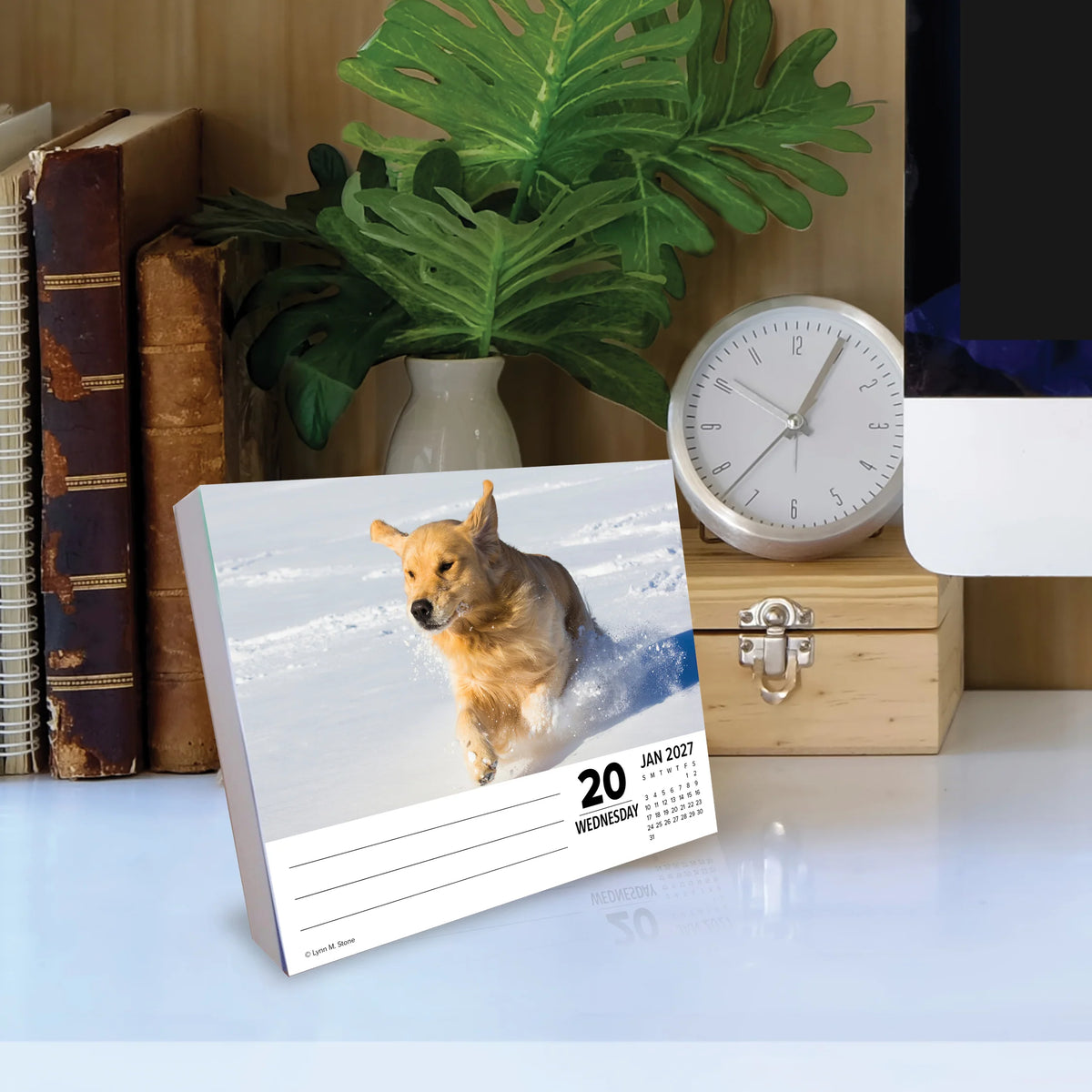 Just Goldens 2027 Box Calendar