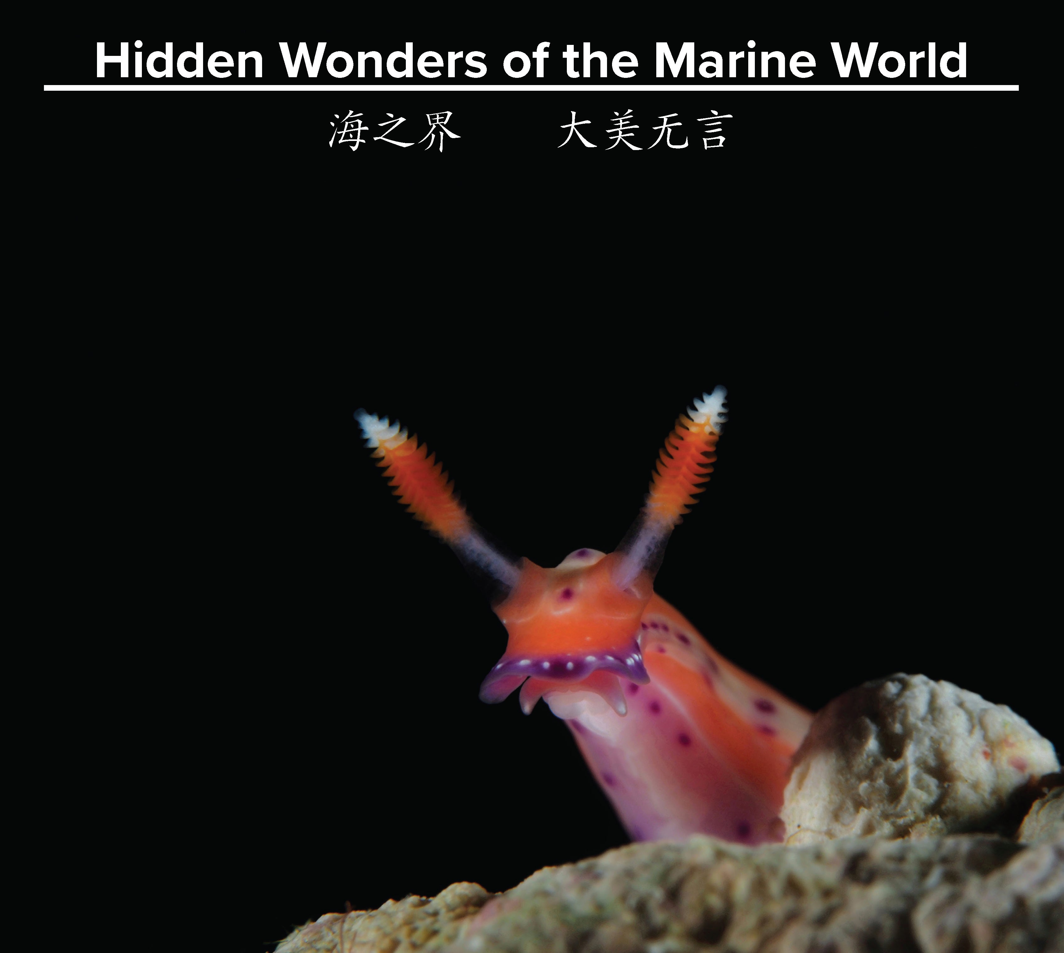 Hidden Wonders Of The Marine World