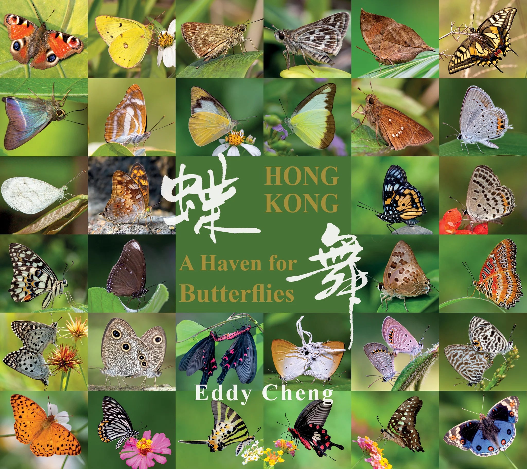 Hong Kong A Haven For Butterflies | Bookazine HK