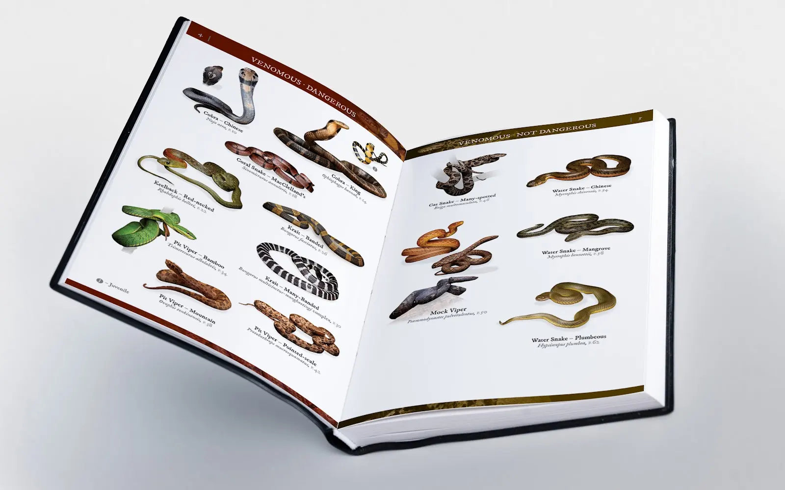 A Field Guide to The Snakes of Hong Kong 2nd Edition | Bookazine HK