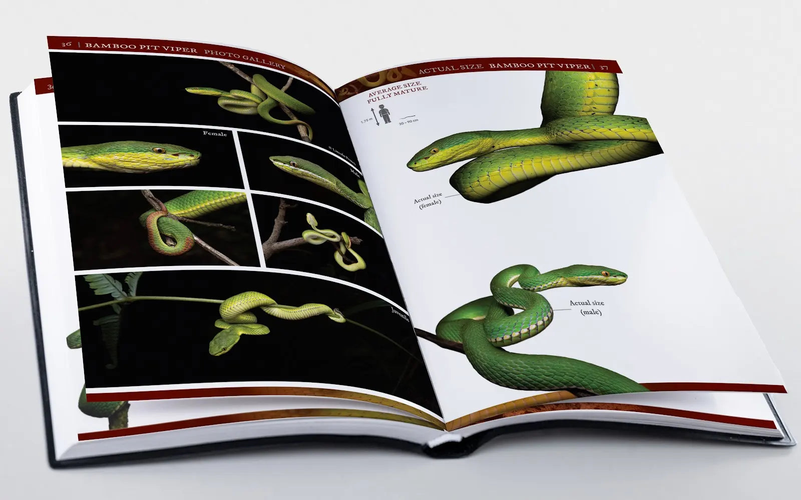 A Field Guide to The Snakes of Hong Kong 2nd Edition | Bookazine HK