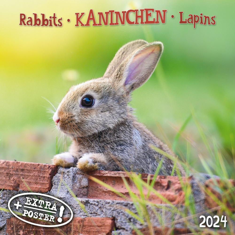 rabbits-2024-wall-calendar