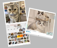 Cat Monthly Wall Calendar 2026 | Bookazine HK