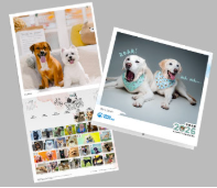 Dog Monthly Wall Calendar 2026 | Bookazine HK