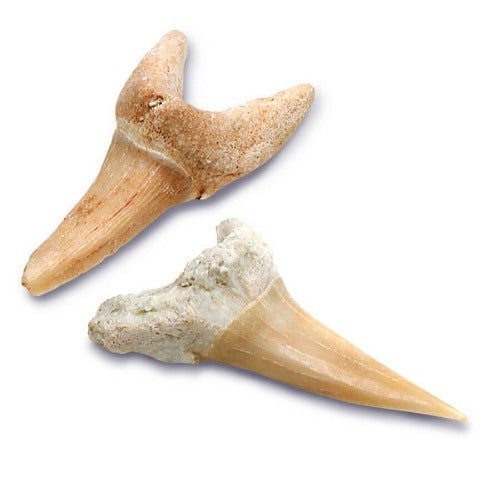Toy Excavation Kit Mini Shark Tooth 2 Pack Bookazine