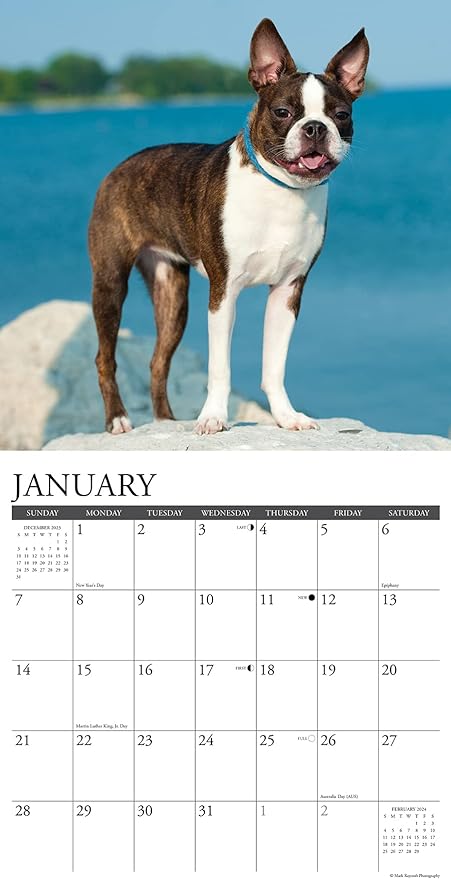 boston-terriers-monthly-2024-wall-calendar