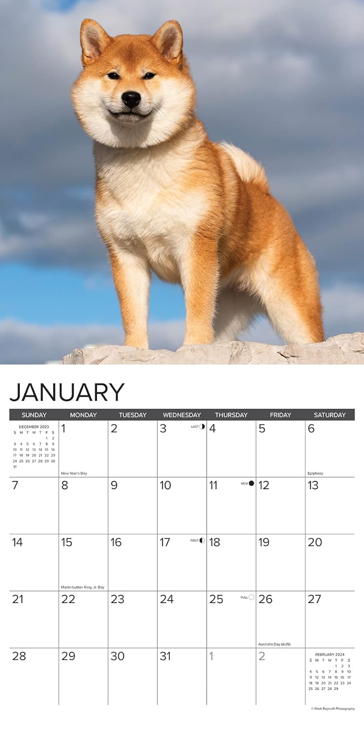 shiba-inus-monthly-2024-wall-calendar