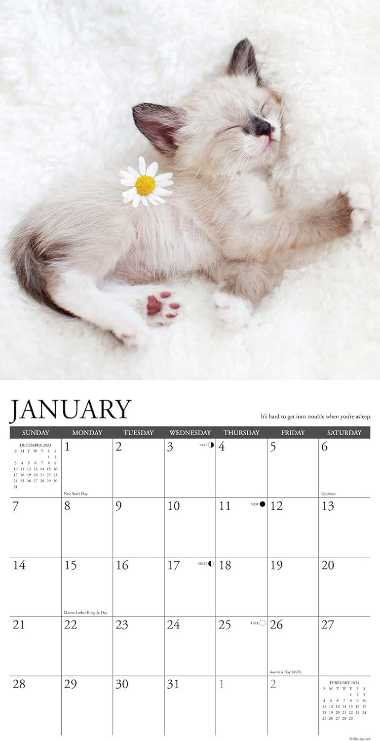 what-kittens-teach-us-monthly-2024-wall-calendar