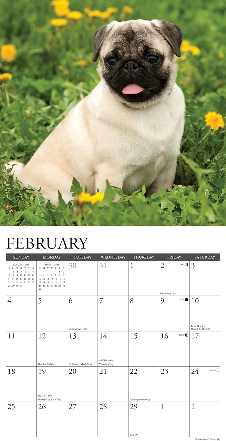 pugs-monthly-2024-wall-calendar