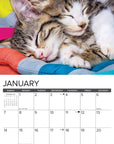 kittens-monthly-2024-wall-calendar