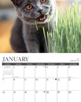 happy-cats-monthly-2024-wall-calendar