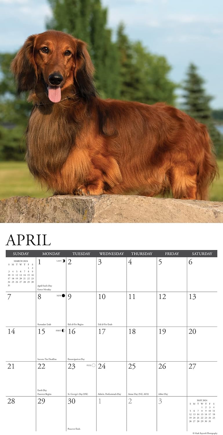 dachshunds-monthly-2024-wall-calendar