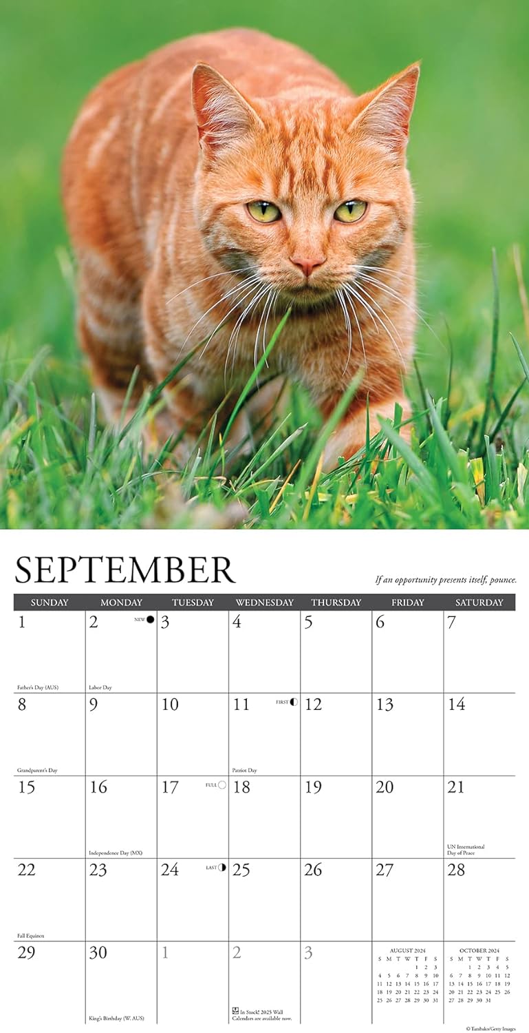 what-cats-teach-us-monthly-2024-wall-calendar