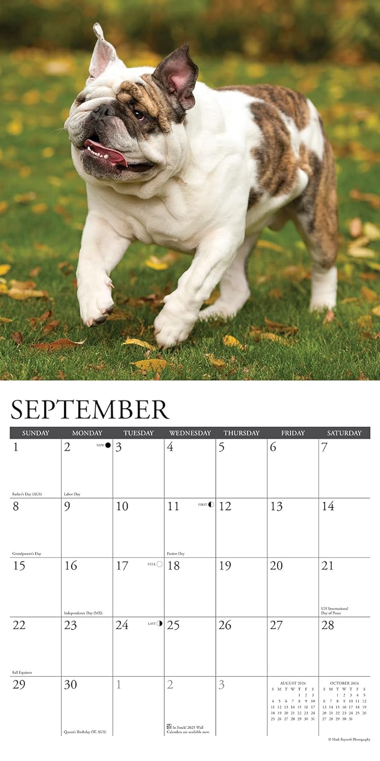 Bulldogs Monthly 2024 Wall Calendar Bookazine HK   71XX6pdZrxL. SL1500 