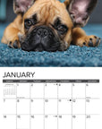 french-bulldogs-monthly-2024-wall-calendar