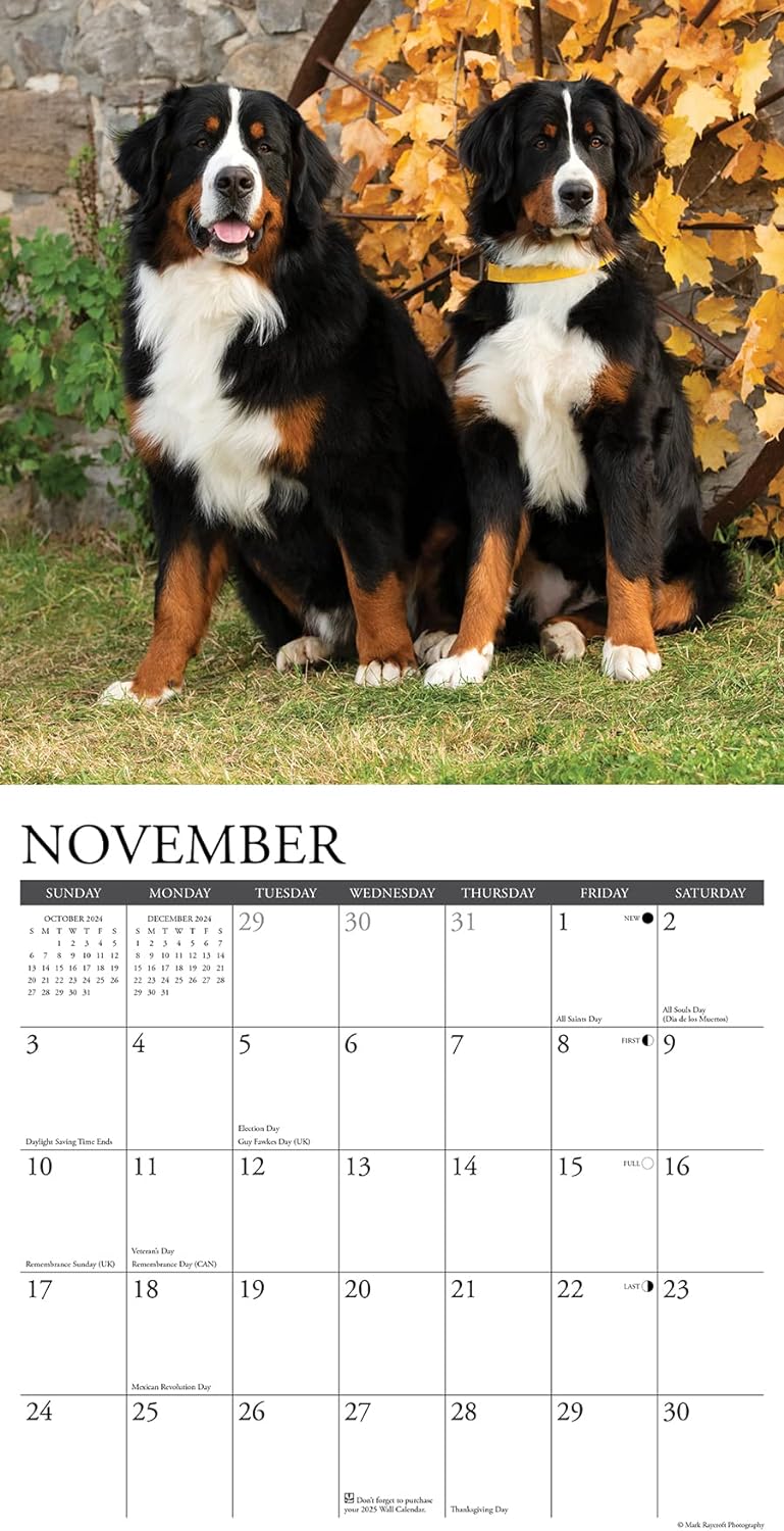bernese-mountain-dogs-monthly-2024-wall-calendar