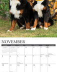 bernese-mountain-dogs-monthly-2024-wall-calendar