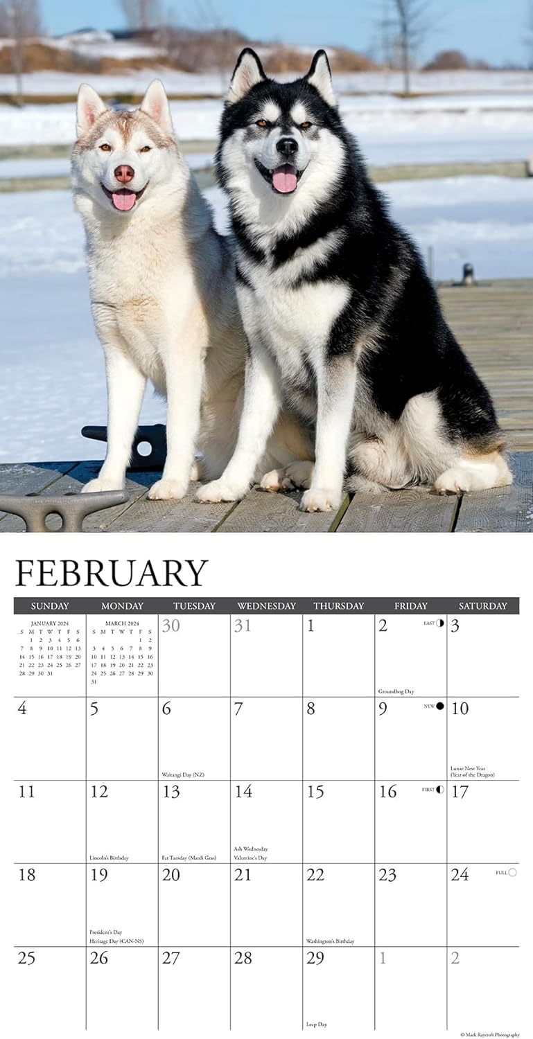 siberian-huskies-monthly-2024-wall-calendar