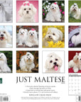 maltese-monthly-2024-wall-calendar
