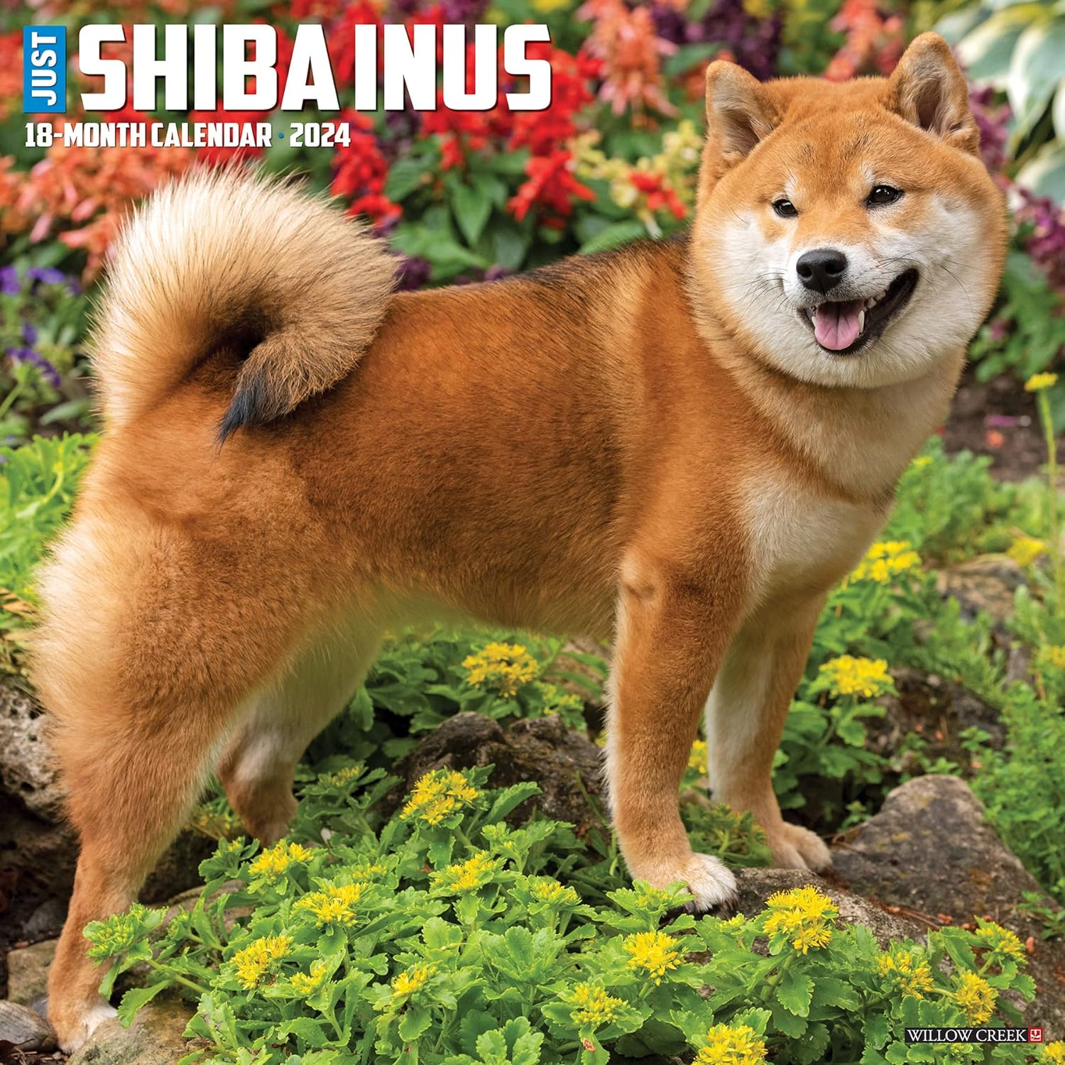 shiba-inus-monthly-2024-wall-calendar
