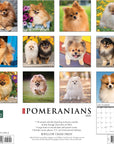pomeranians-monthly-2024-wall-calendar