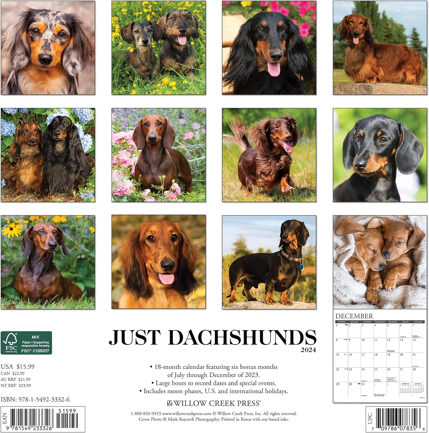 dachshunds-monthly-2024-wall-calendar