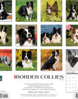 border-collies-monthly-2024-wall-calendar