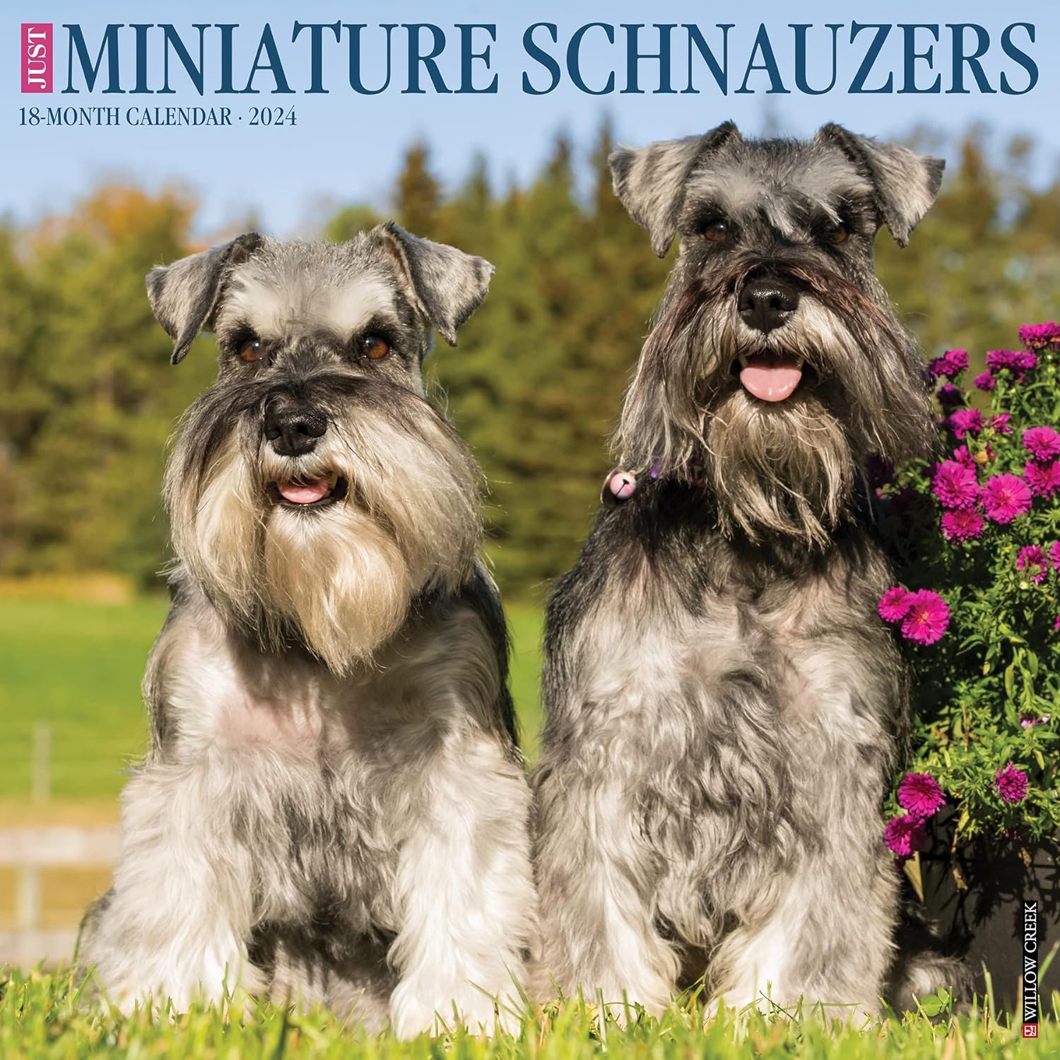 miniature-schnauzers-monthly-2024-wall-calendar