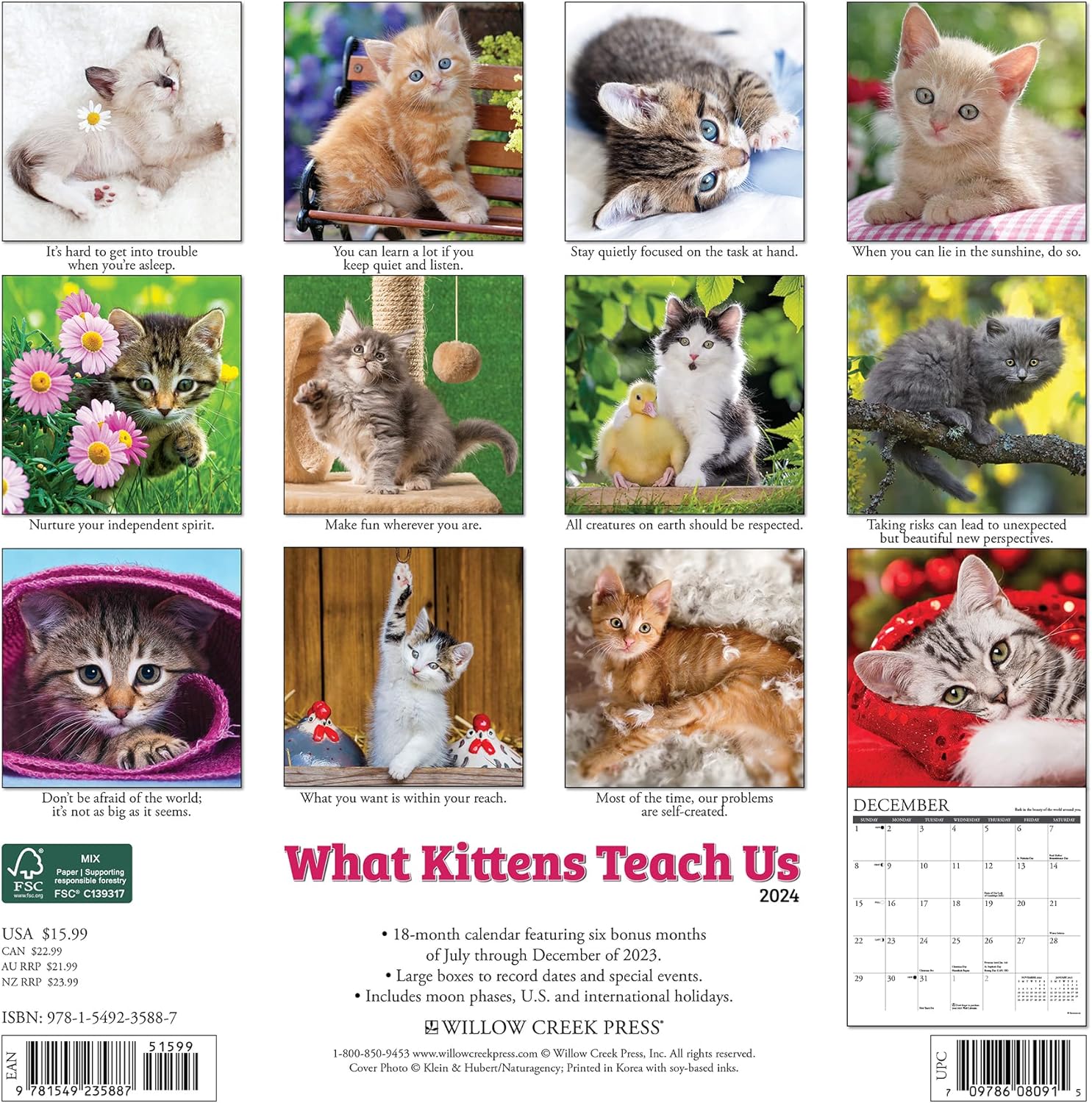 what-kittens-teach-us-monthly-2024-wall-calendar
