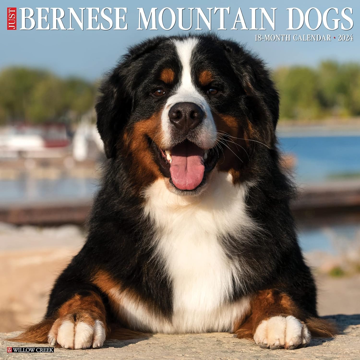 Bernese Mountain Dogs Monthly 2024 Wall Calendar Bookazine HK   81uPfgXvGSL. AC SL1500 