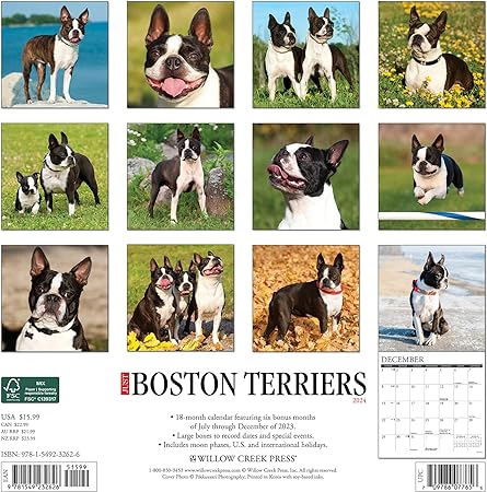 boston-terriers-monthly-2024-wall-calendar