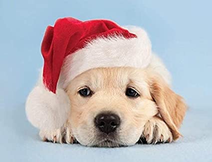 Puppy in a Santa Hat Christmas Cards Set of 20 by Design Design