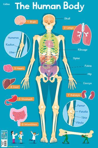 Human Body (Collins Children&#39;s Poster)