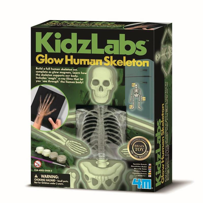 4M Kids Labs Glow Human Skele