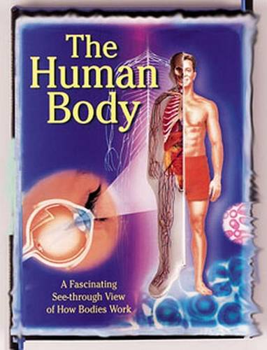 The Human Body: a Fascinating See-through View of How Bodies Work