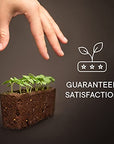 Veritable VLIN-A10-Per028 Plant Seeds, Curly Parsley